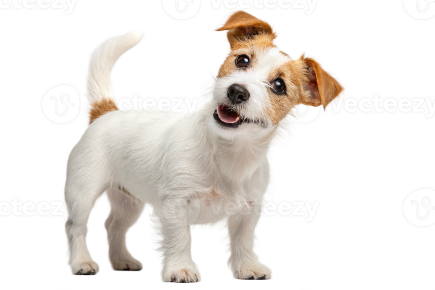 Cute Dog Bath Time Fun isolated png