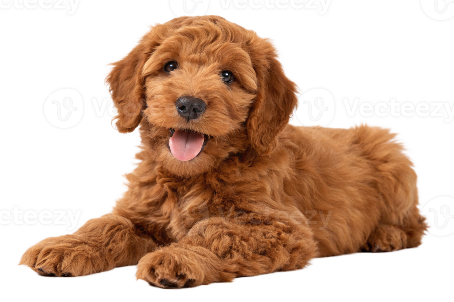 Adorable red Cobberdog aka Labradoodle dog puppy, laying down facing front. Looking straight to camera, tongue out- Isolated- generated by ai png
