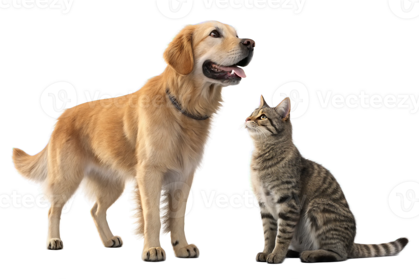 Dog and cat Isolated - generated by ai png