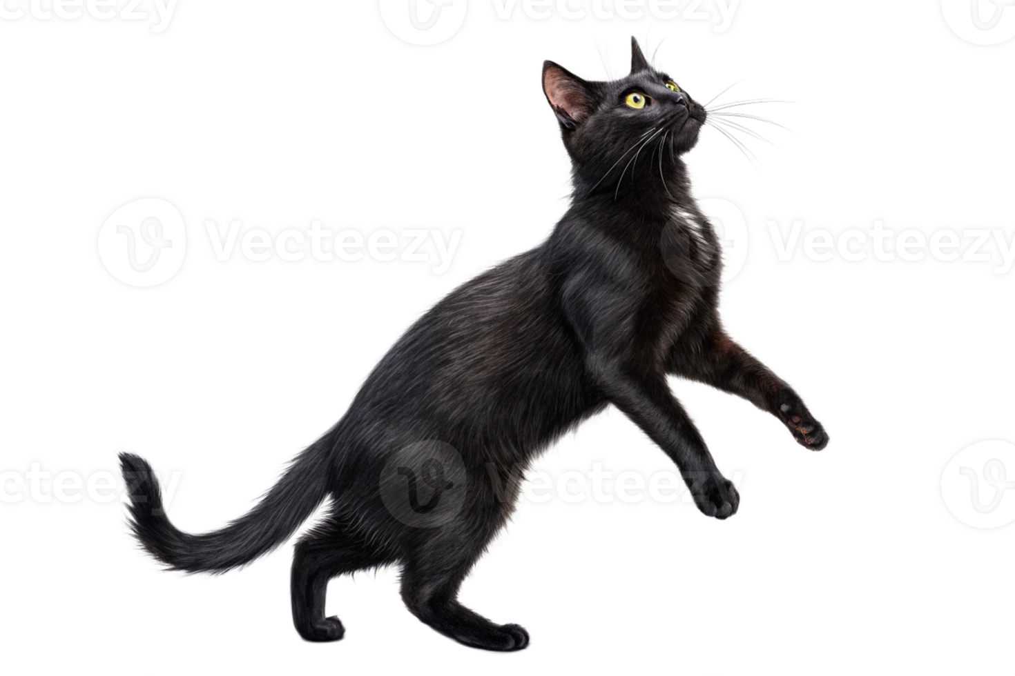 Black cat stands on its hind legs on isolated - generated by ai png