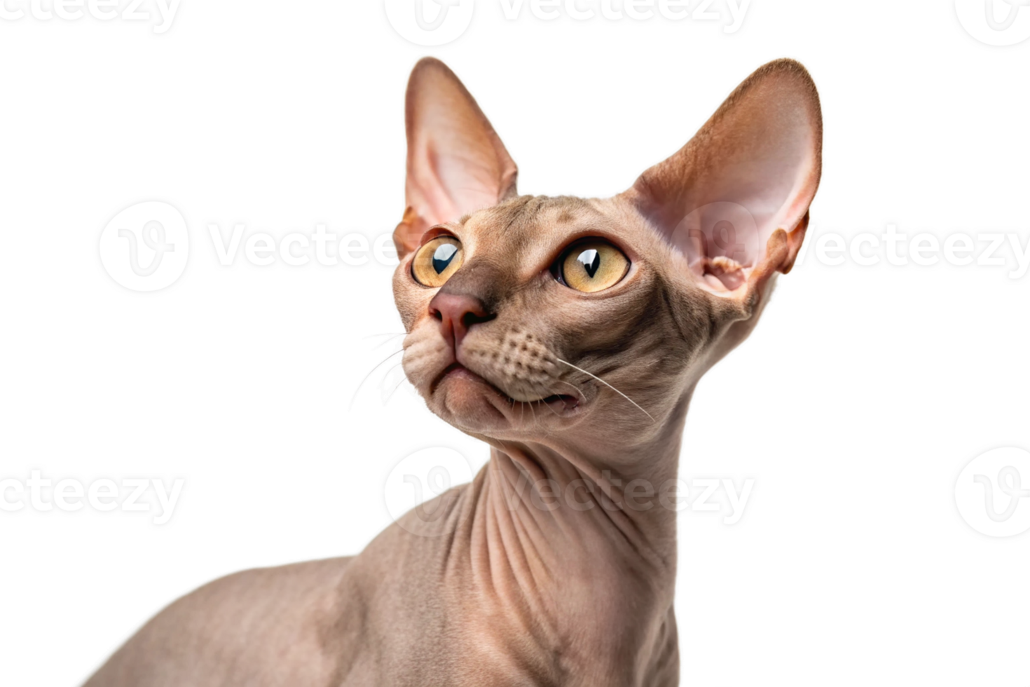 Close-up of Sphynx cat on isolated - generated by ai png