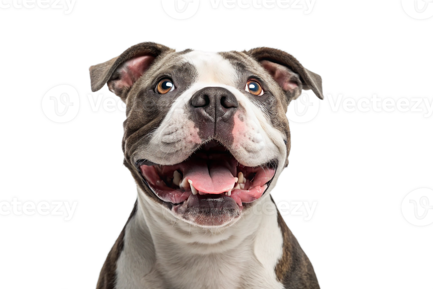 Portrait american bully dog with happy expression- Isolated png