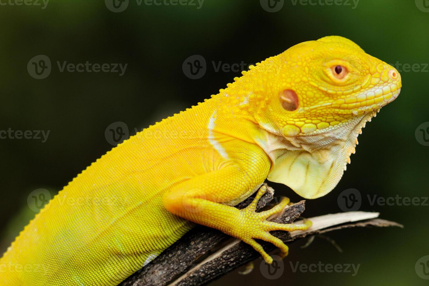 Albino Iguana on Tree Branch photo