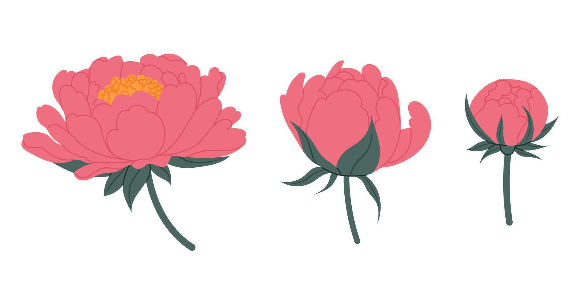 Peony flowers. Closed peony bud, half opened bud and fully bloomed flower. Set peony buds. For postcards, banners, invitation. vector