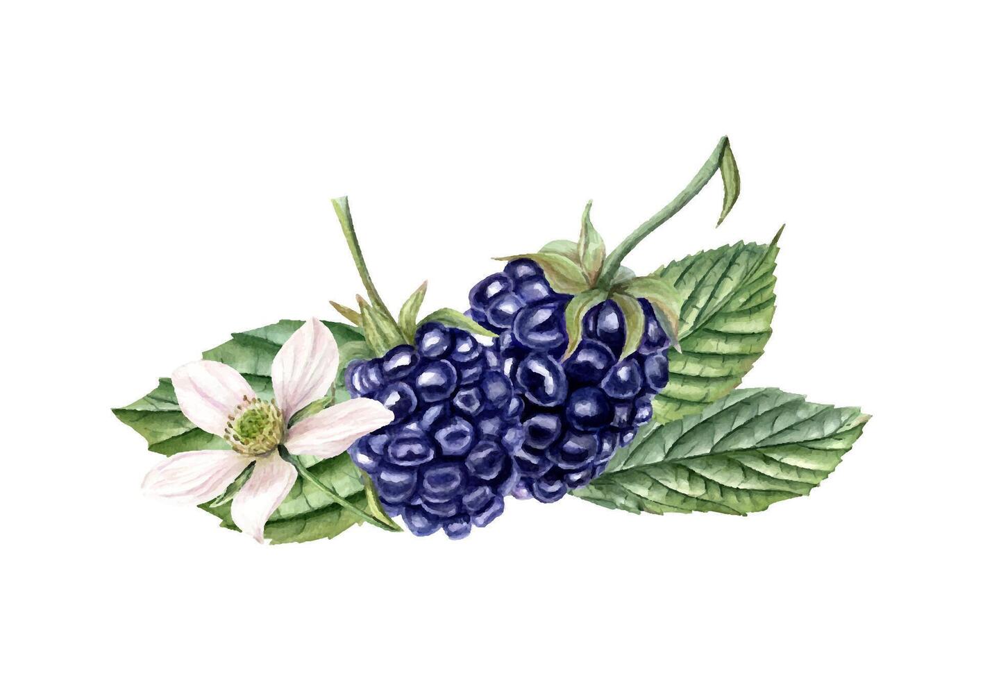 Watercolor Thornberry with leaves and blossoms illustration isolated background. Ripe hand drawn blackberry for wedding stationery, greeting cards, kitchen decor, and textile patterns vector