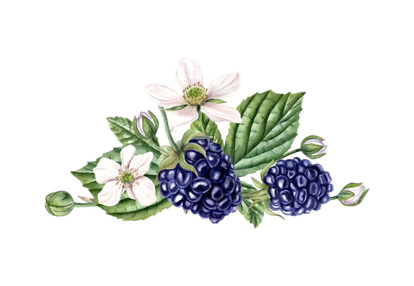 Fresh ripe blackberries with delicate white flowers, buds and green leaves watercolor illustration isolated background. Hand painted bramble for product packaging, healthy food, summer menus vector