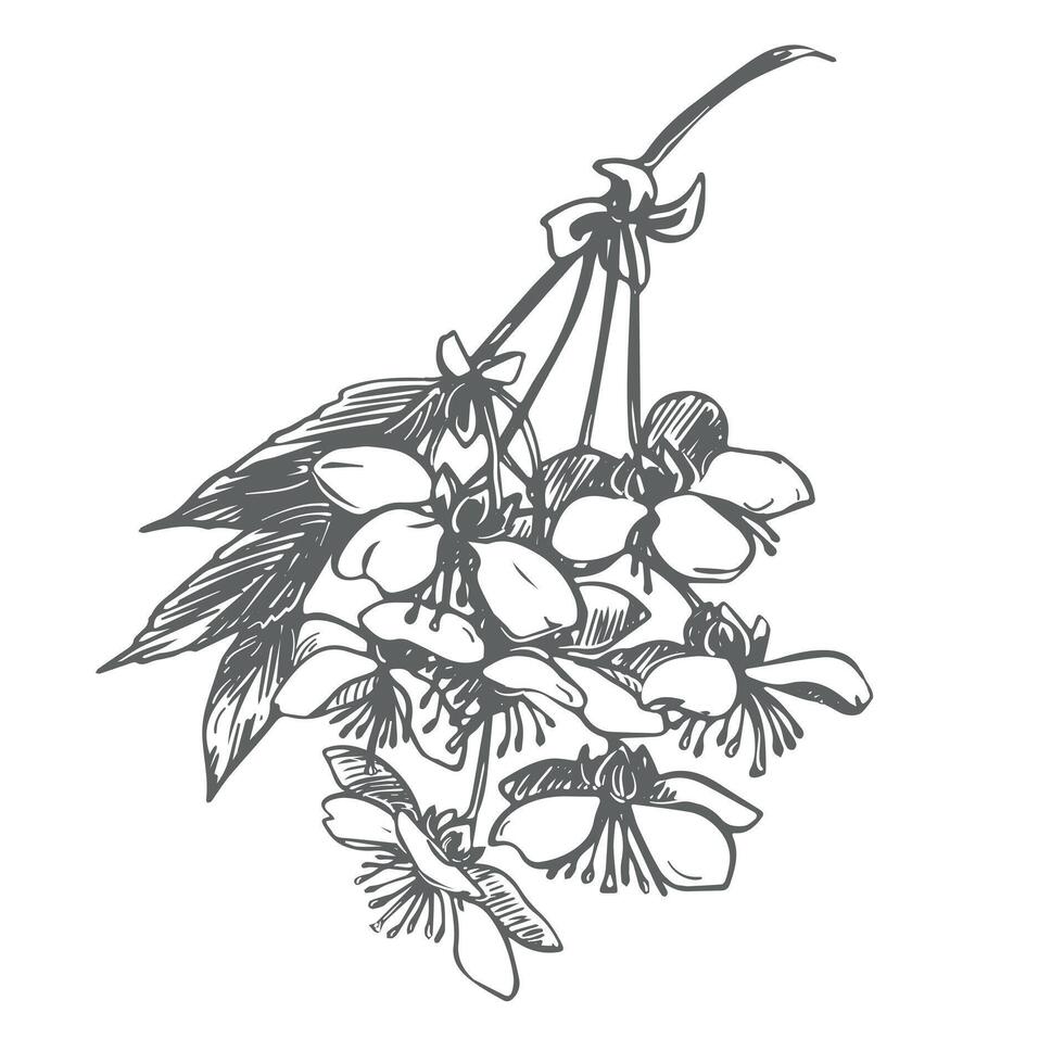 sketch of a blossoming sakura branch. Illustration of spring cherry blossoms in an old engraving technique. Black ink drawing. vector