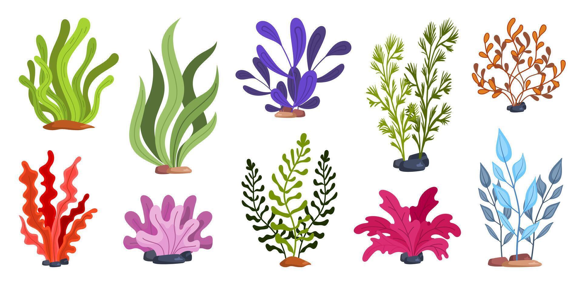 Collection of Colorful Seaweed and Algae Plants. vector