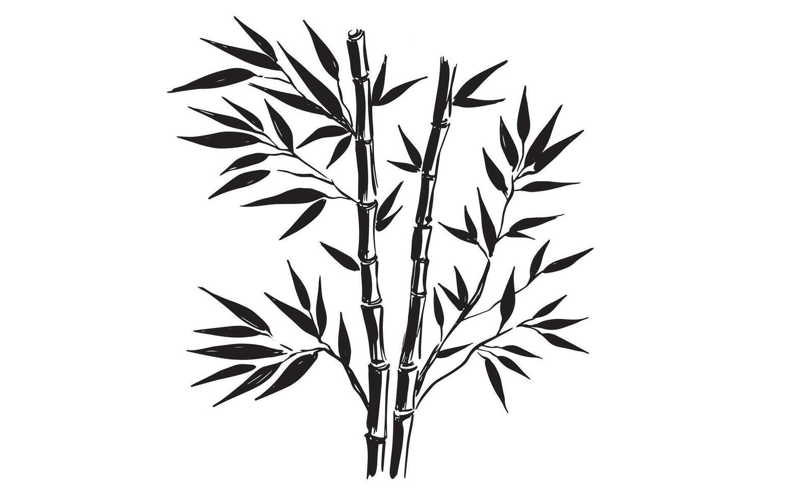 Hand drawn Bamboo tree on white vector
