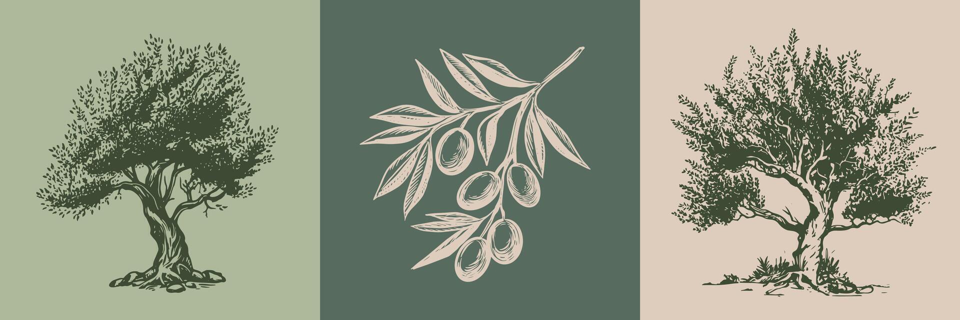 Olive tree and branch hand drawn illustrations, sketch. vector