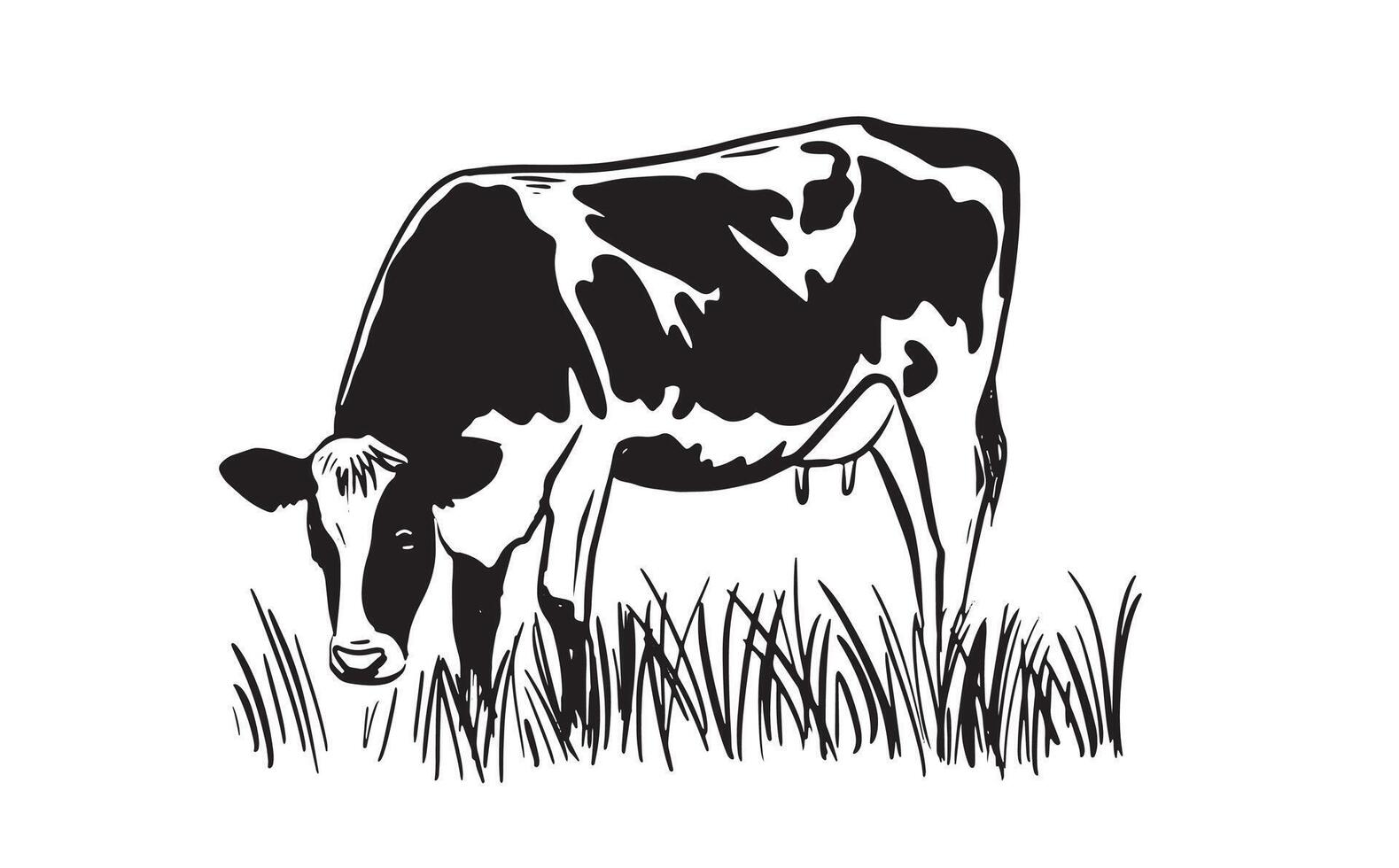 cow on the grass on white vector