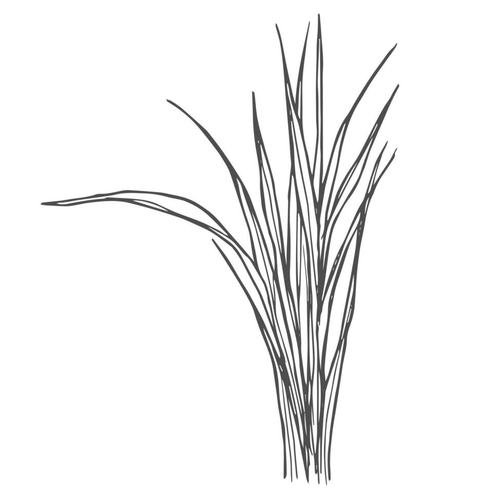 Rice cereal crop plant, outline icon illustration. Line hand drawing grain plant with leaf, stalk and seeds vector