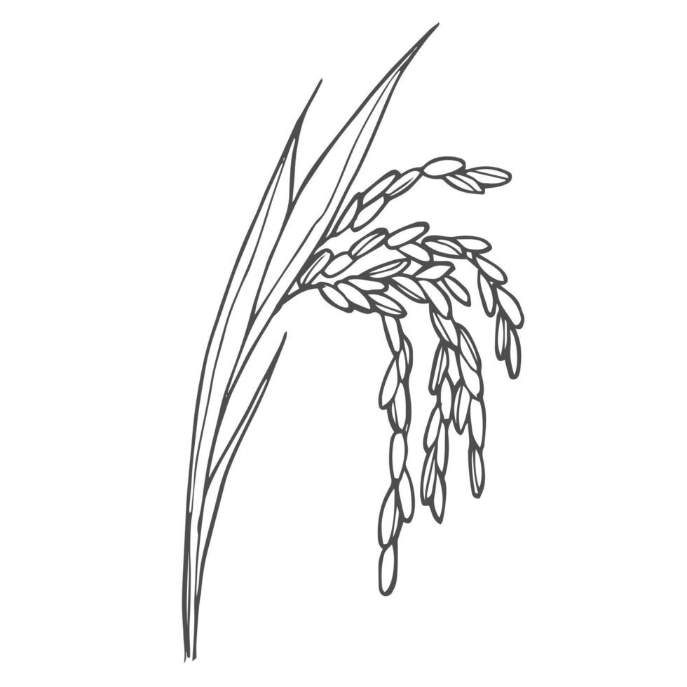 Doodle rice ear sketch. paddy rice isolated on white background vector