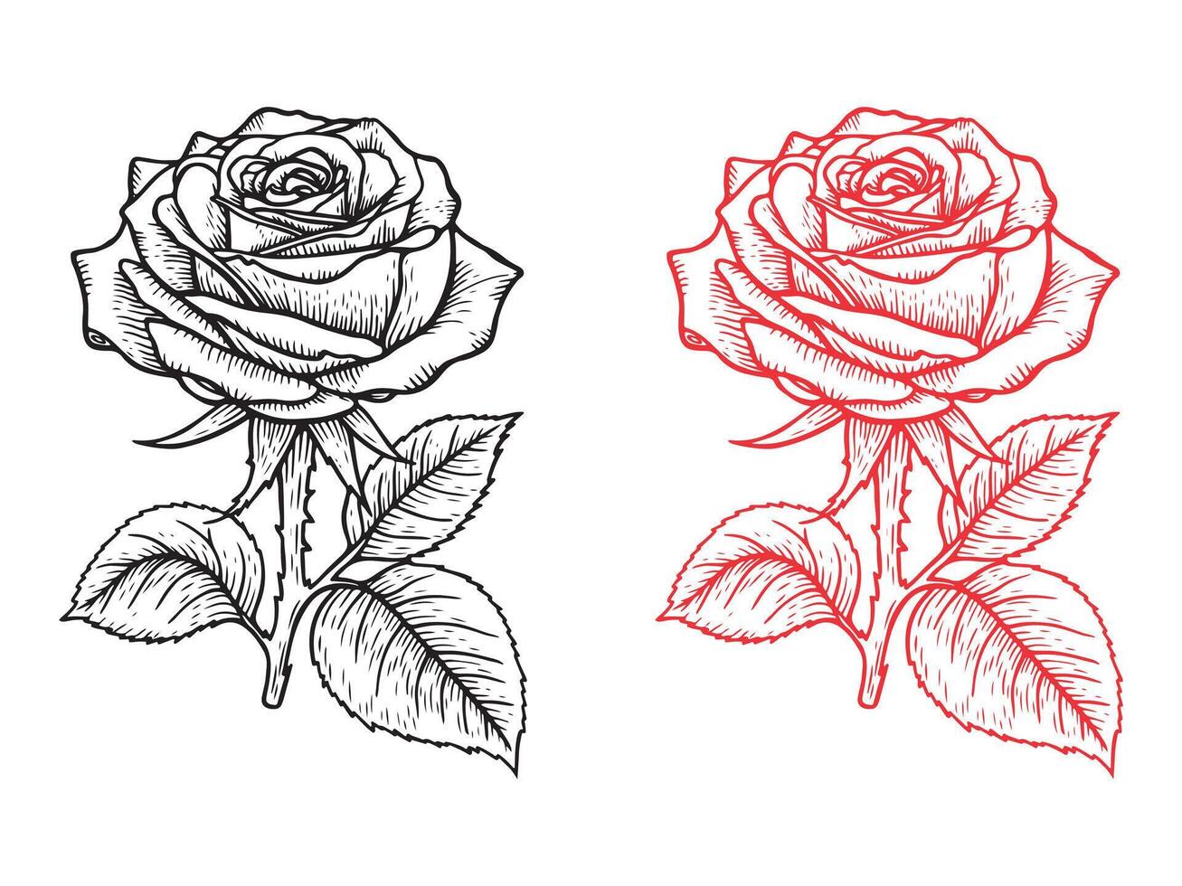 Hand Drawn Rose illustration. Black and Red Floral Line Art vector