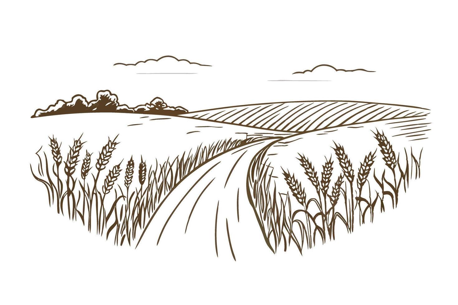 Countryside path with wheat fields and rolling horizon line drawing vector