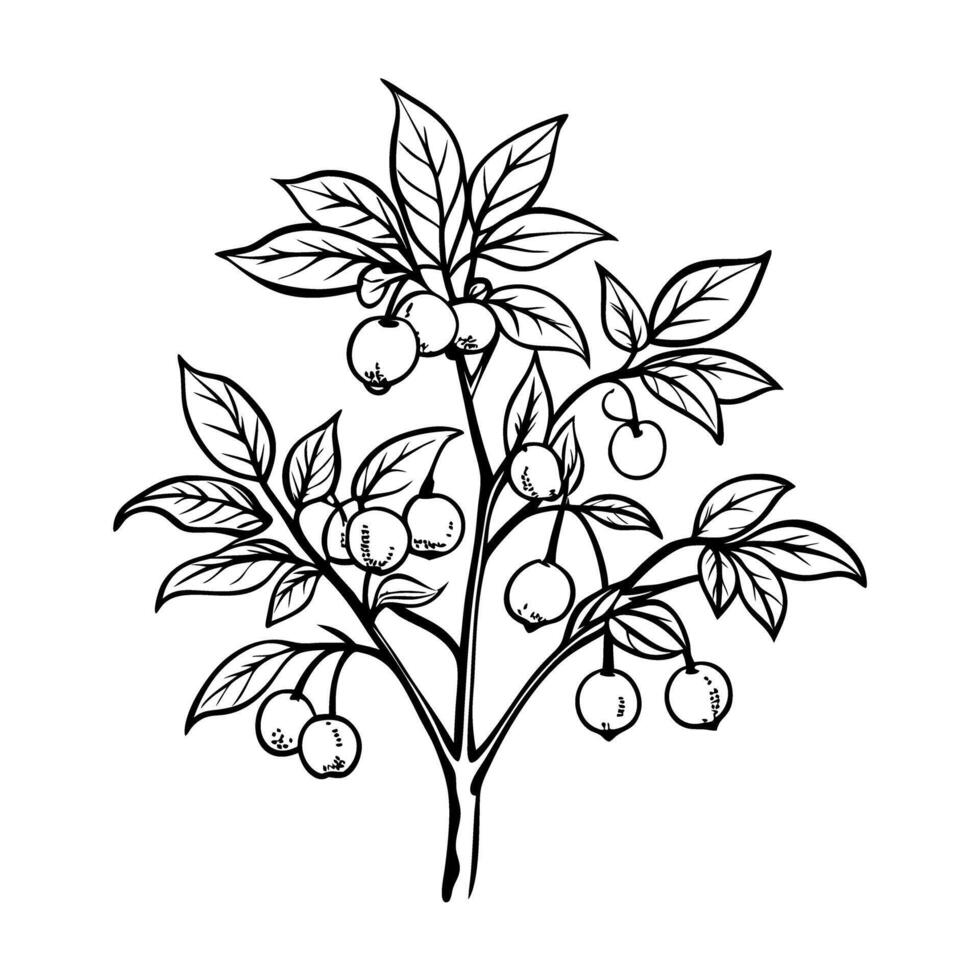 black and white botanical illustration of a tomato plant with ripe fruit on branches vector