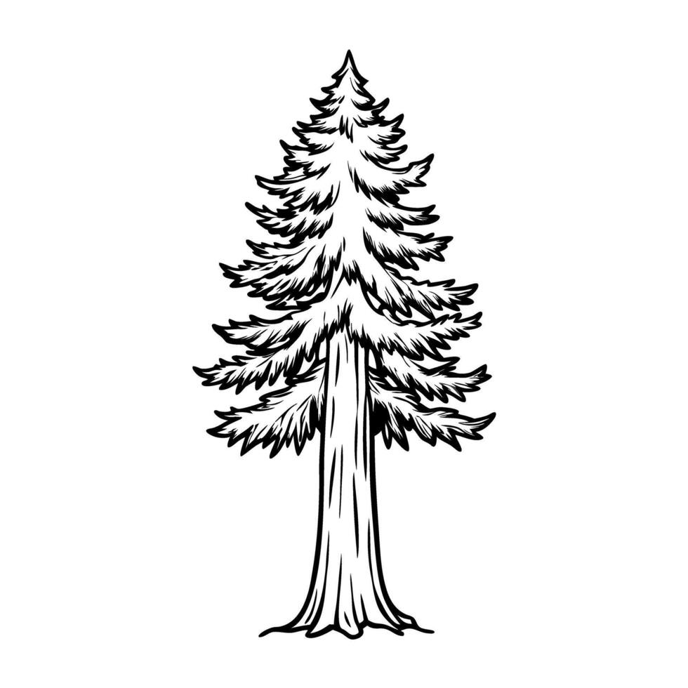 hand drawn evergreen tree illustration nature sketch of tall, detailed pine, classic art vector