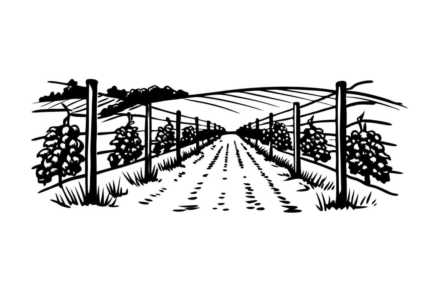 vineyard landscape illustration, grapevines on trellises under a clear sky, rural agriculture scene vector