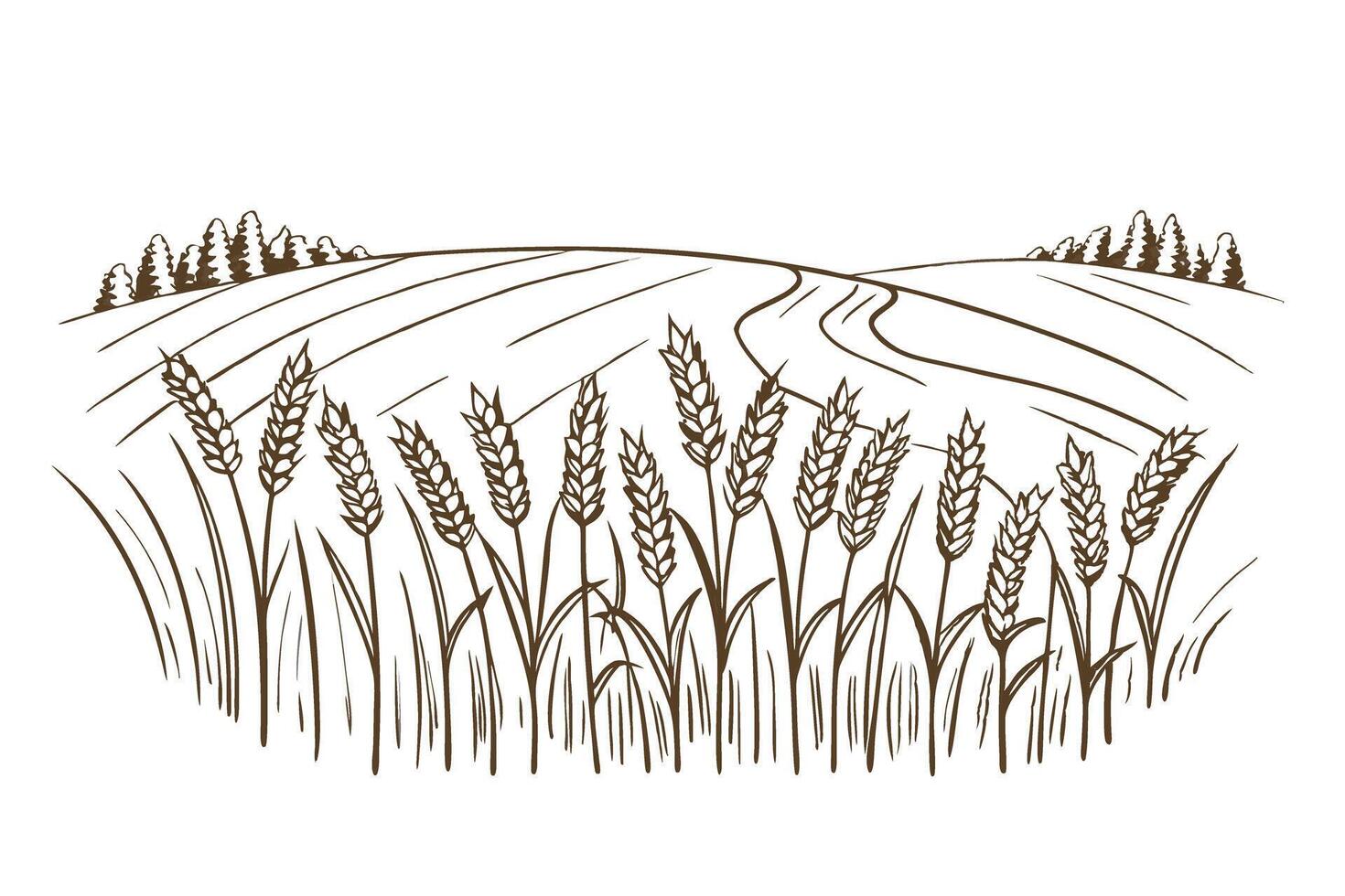 Wheat field drawing rural landscape with harvested crops and scenic countryside views vector