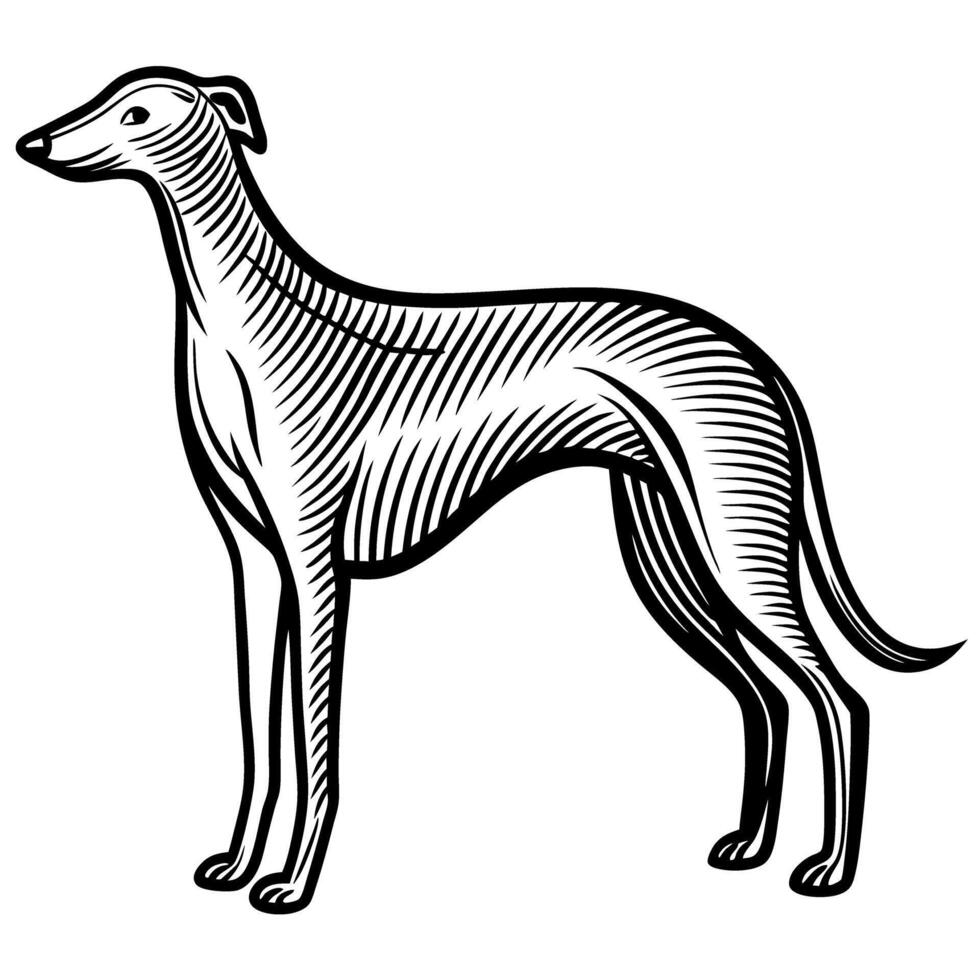 Elegant greyhound illustration vintage black and white artistic drawing of sleek dog vector