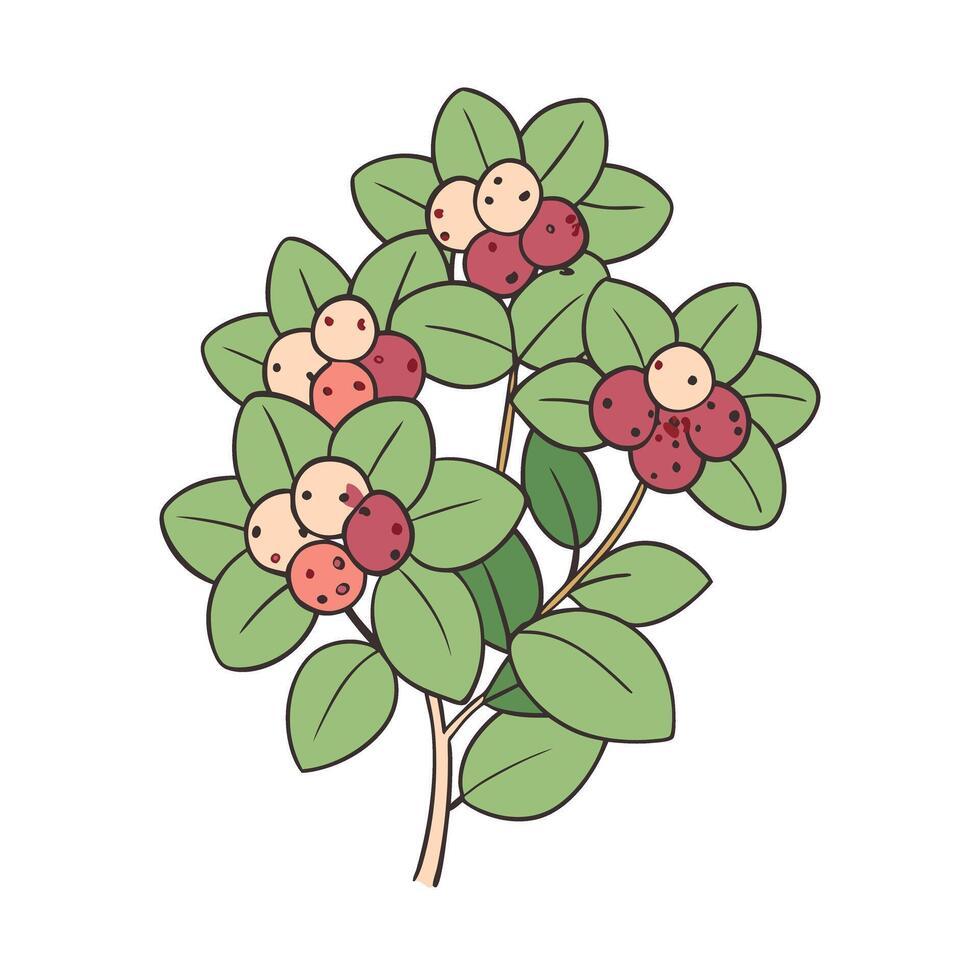 Branch of coffee plant with ripe berries and green leaves illustration vector