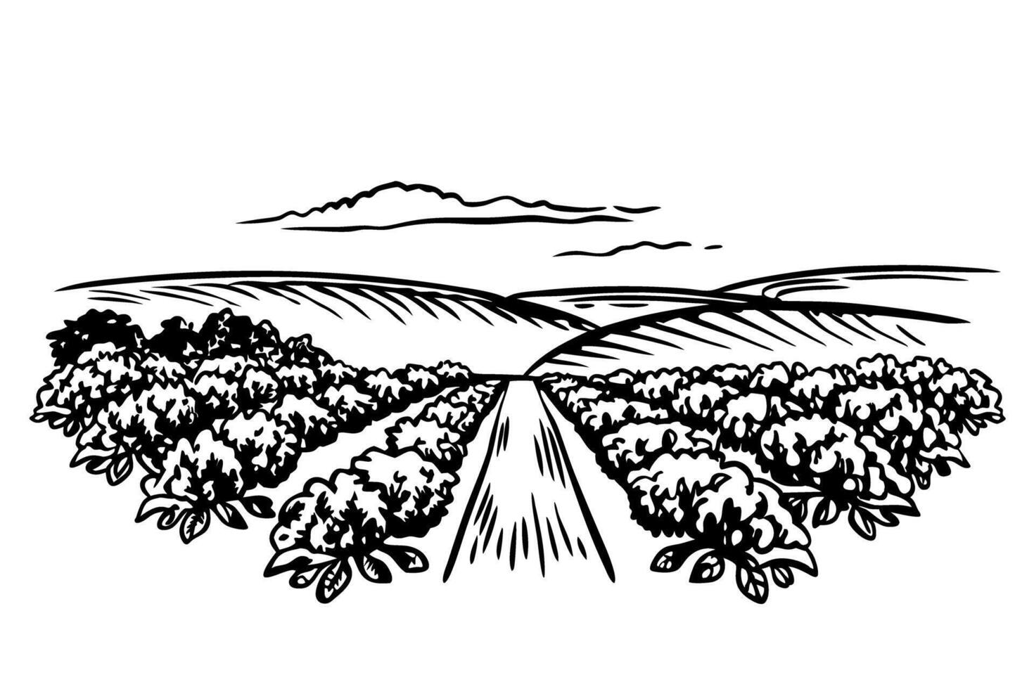 Scenic vineyard landscape illustration with rolling hills and cloudy sky vector