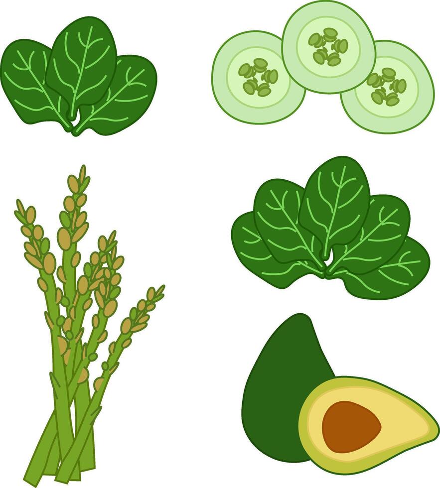 Spinach leaves, cut cucumber, asparagus. avocado composition set. flat illustration of green vegetables on transparent background. For logo, web, package, sticker. Eat green vector