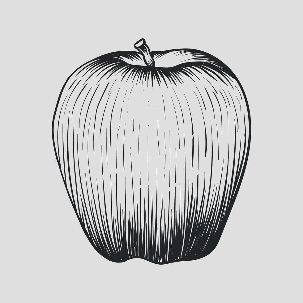 Apple Vintage Illustration Black and White vector