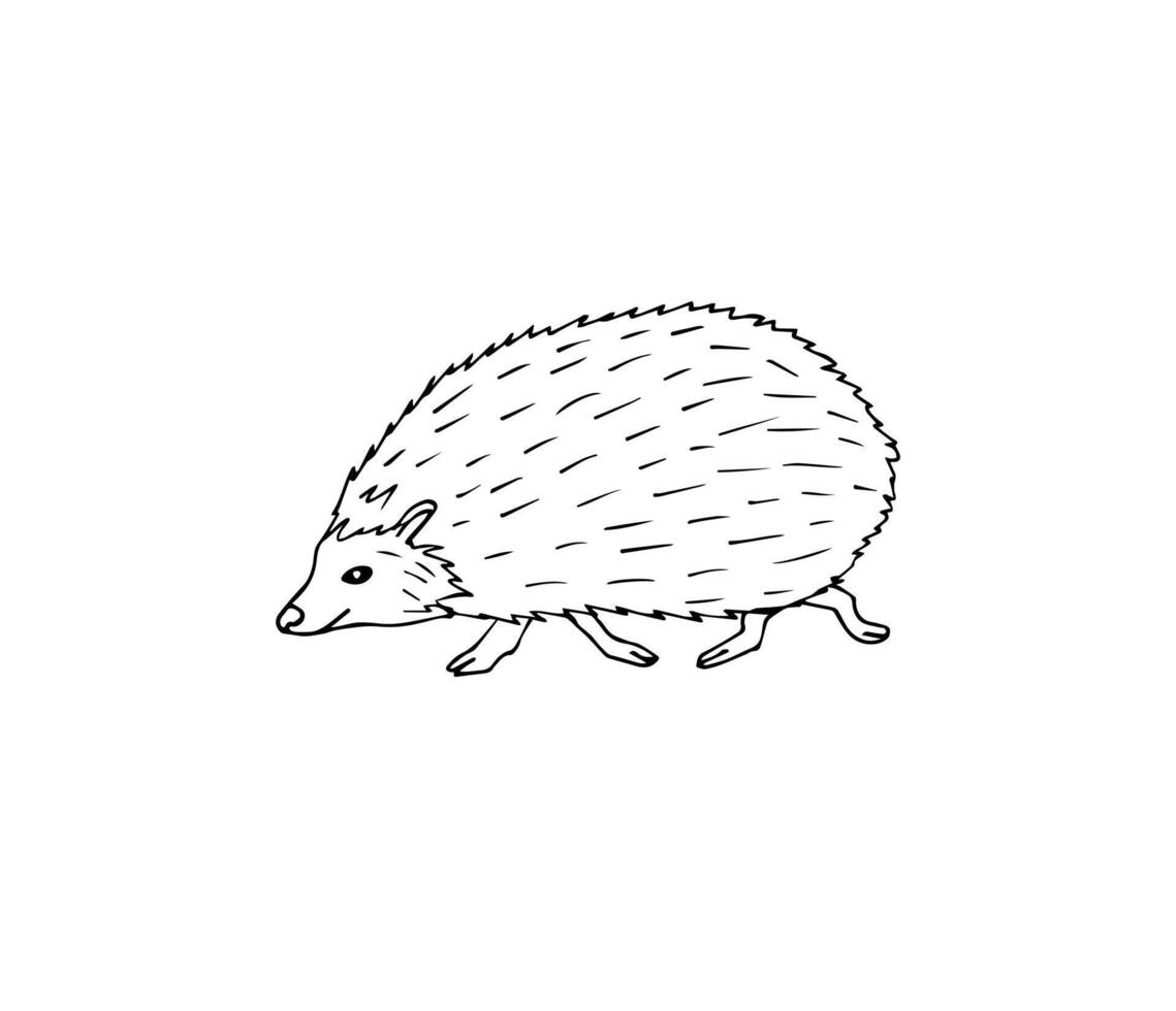 Hand drawn doodle sketch hedgehog vector