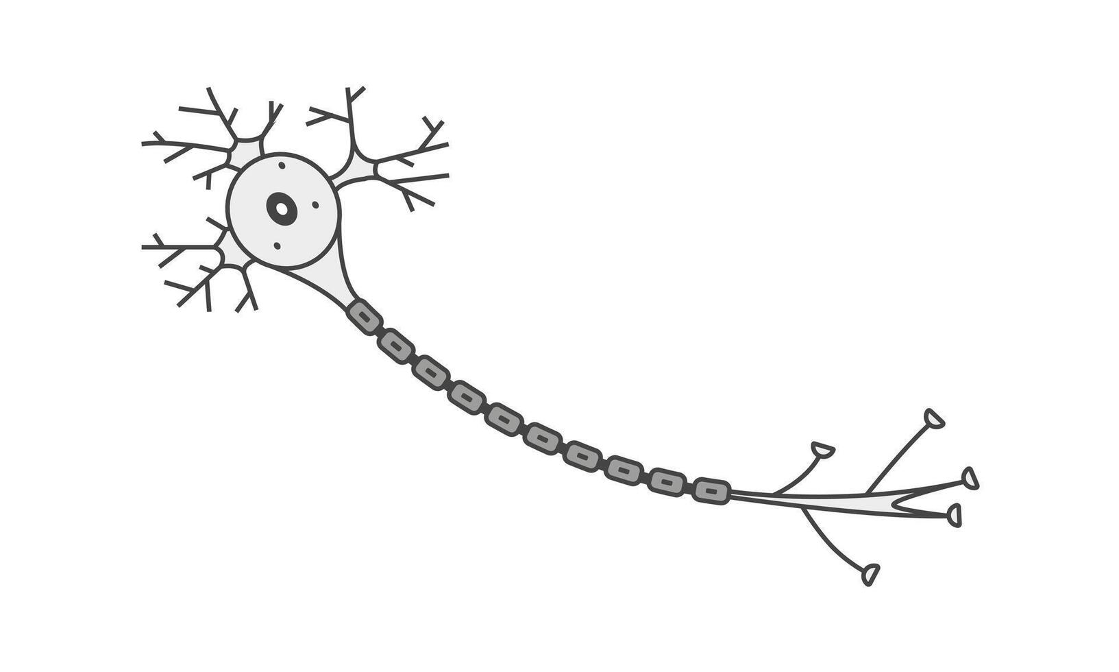 Neuron anatomy illustration. Nerve cell axon and myelin sheath vector