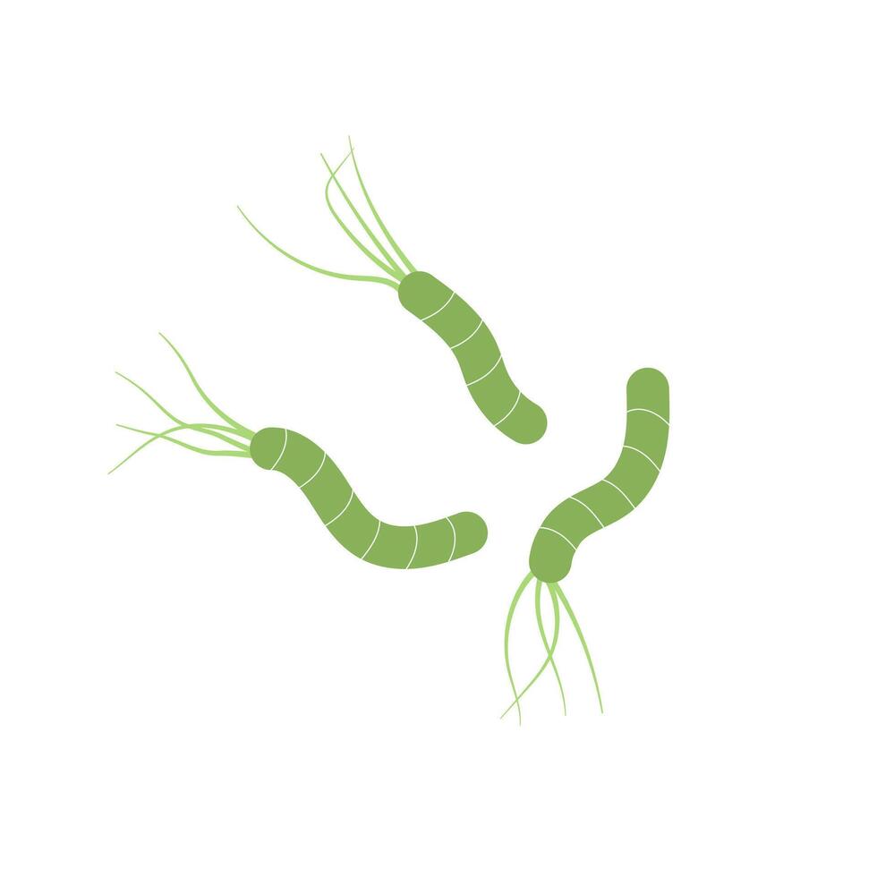 Helicobacter pylori bacteria icon ilkustration vector