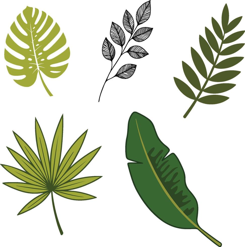 Colorful design of tropical leaves on a white background vector
