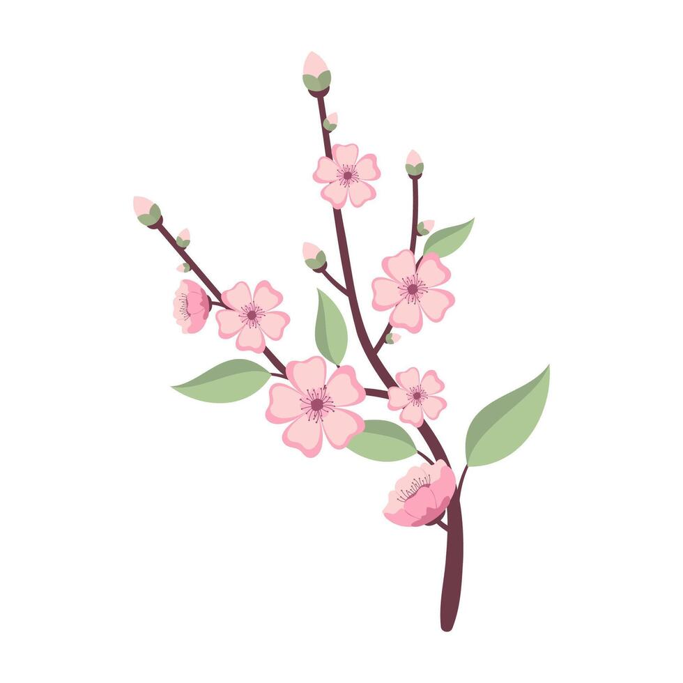 Sakura Blossom Branch Illustration Spring vector