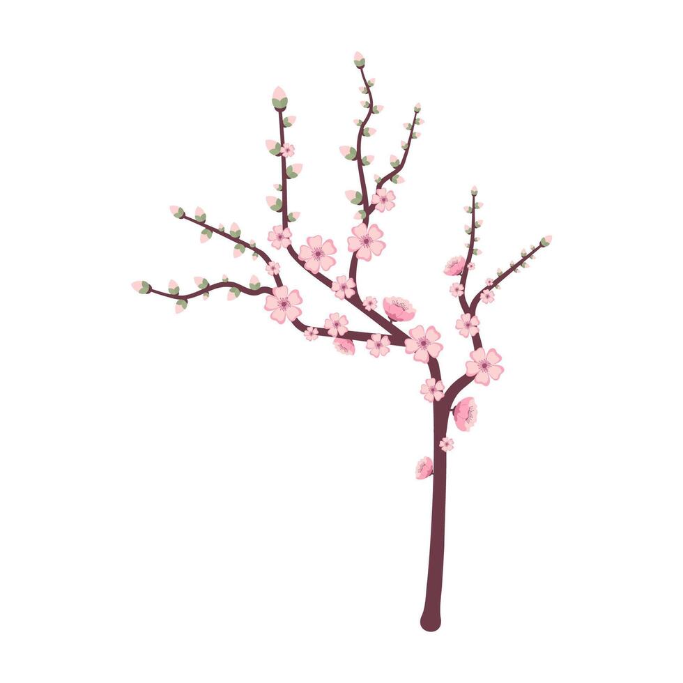 Sakura Blossom Branch Illustration Spring flat vector