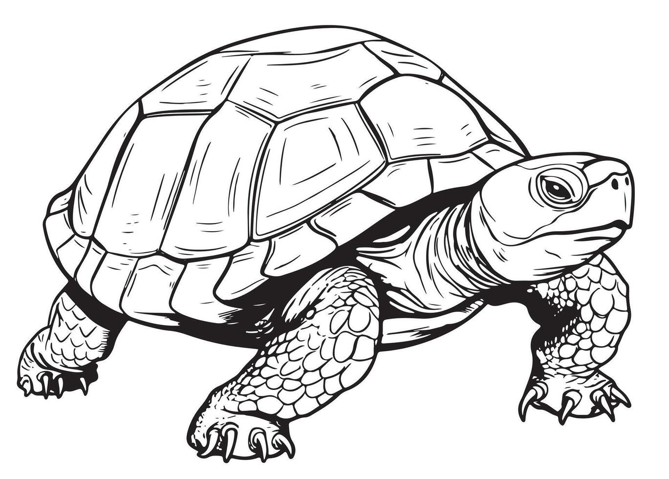 turtle illustration engraving style vector