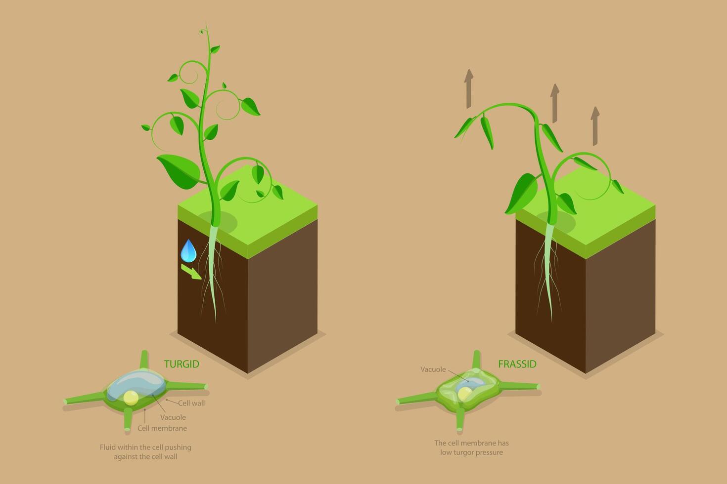 3D Isometric Flat Conceptual Illustration of Turgor Pressure, Labeled Educational Explanation Scheme vector