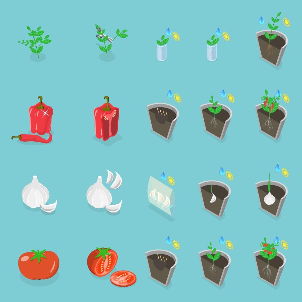 3D Isometric Flat Conceptual Illustration of How To Grow Food, Planting Process vector