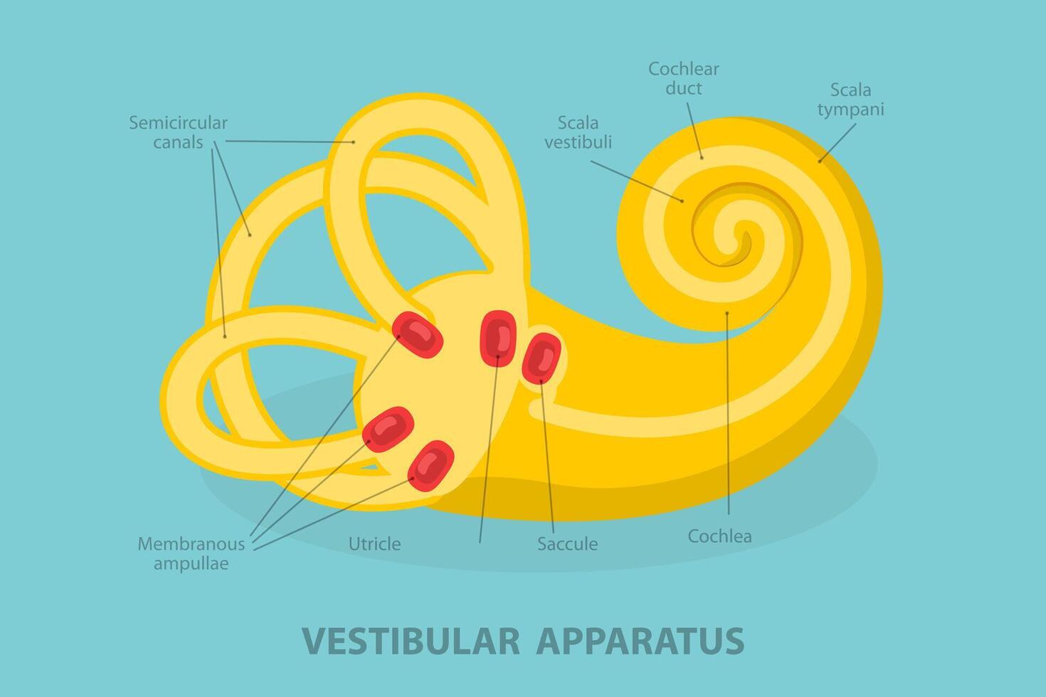 3D Isometric Flat Conceptual Illustration of Vestibular Apparatus, Human Ear Anatomy vector