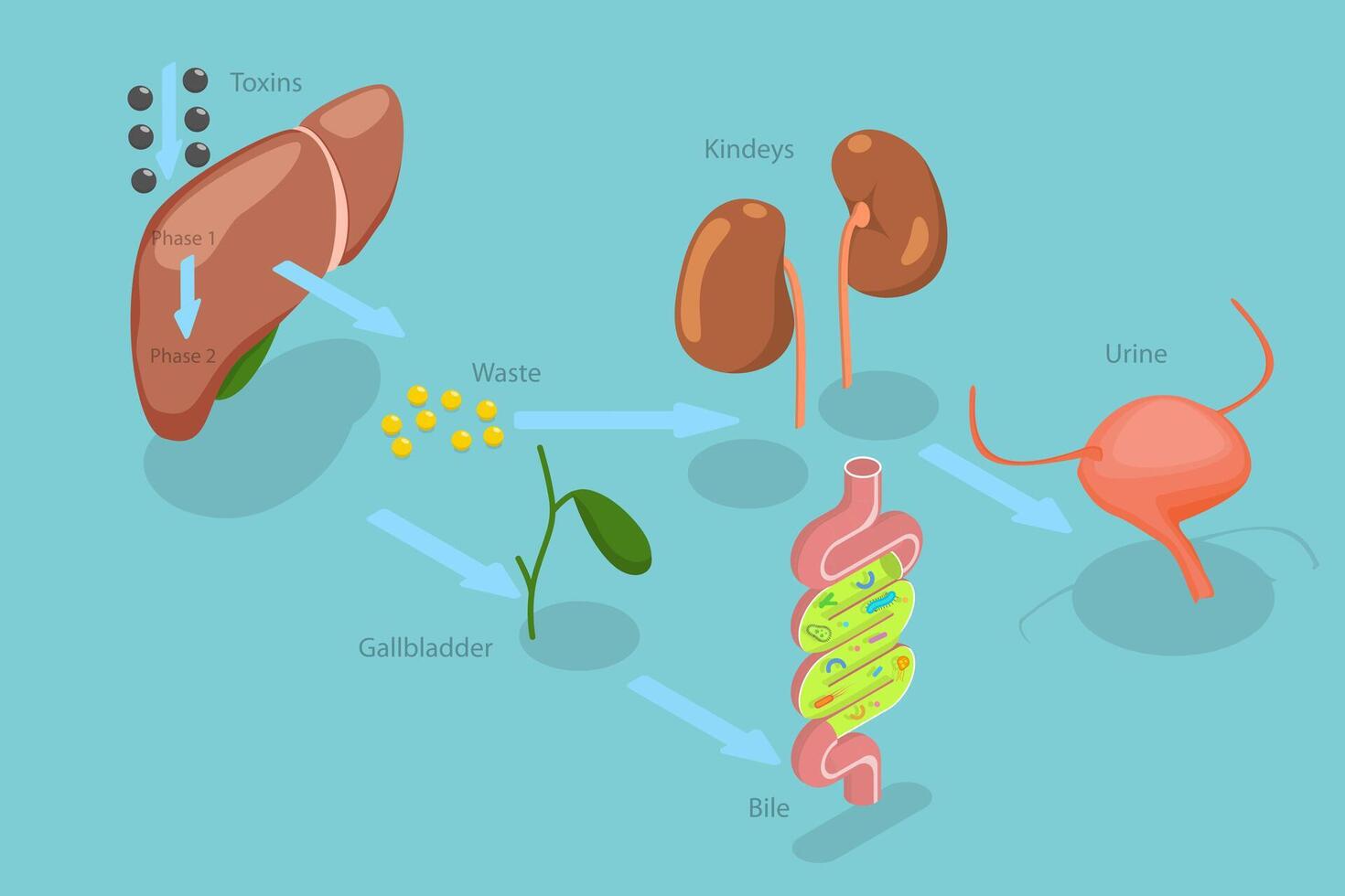 3D Isometric Flat Conceptual Illustration of Liver Detoxification, Educational Labeled Description vector