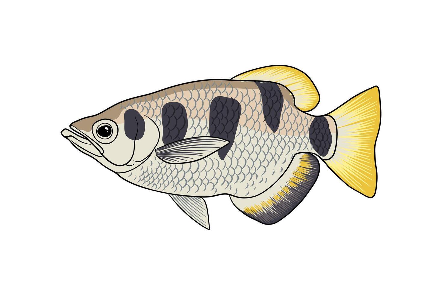 illustration of archer fish in colorful colors vector