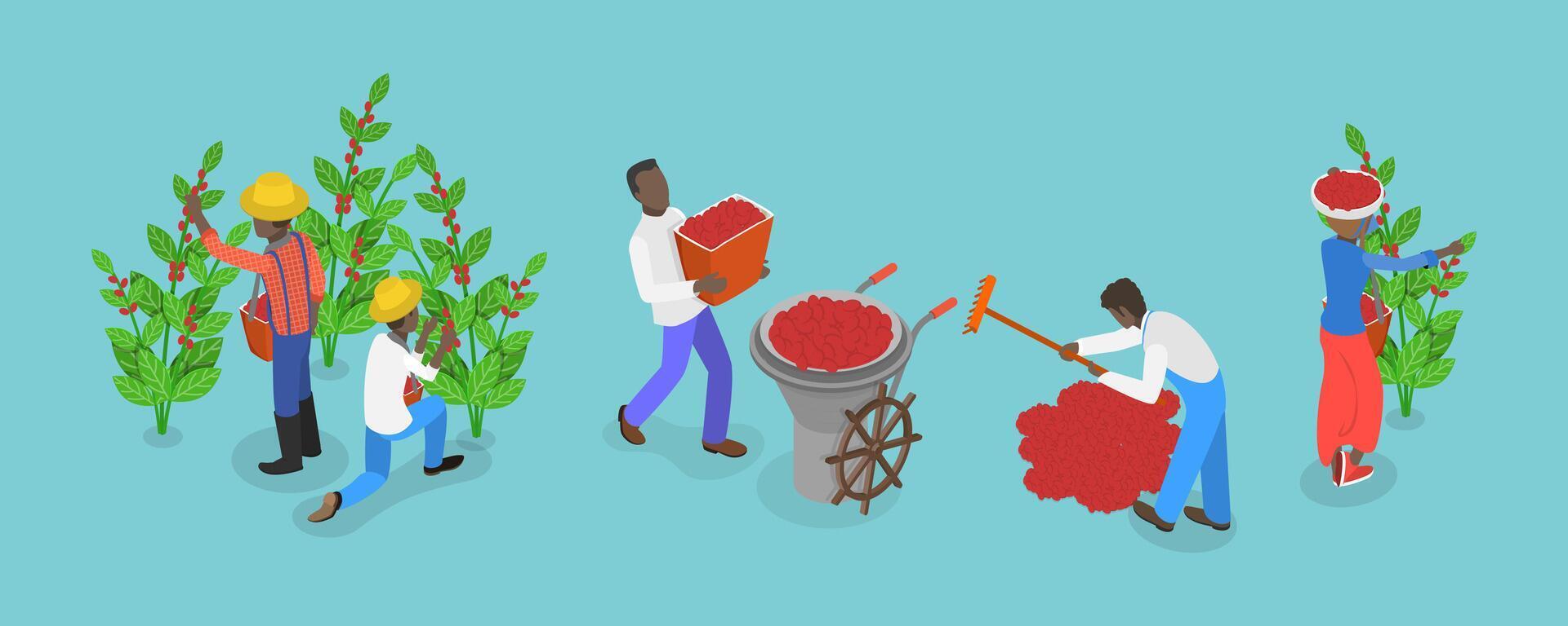 3D Isometric Flat Conceptual Illustration of Coffee Plantation, Picking Harvesting Ripe Berries vector