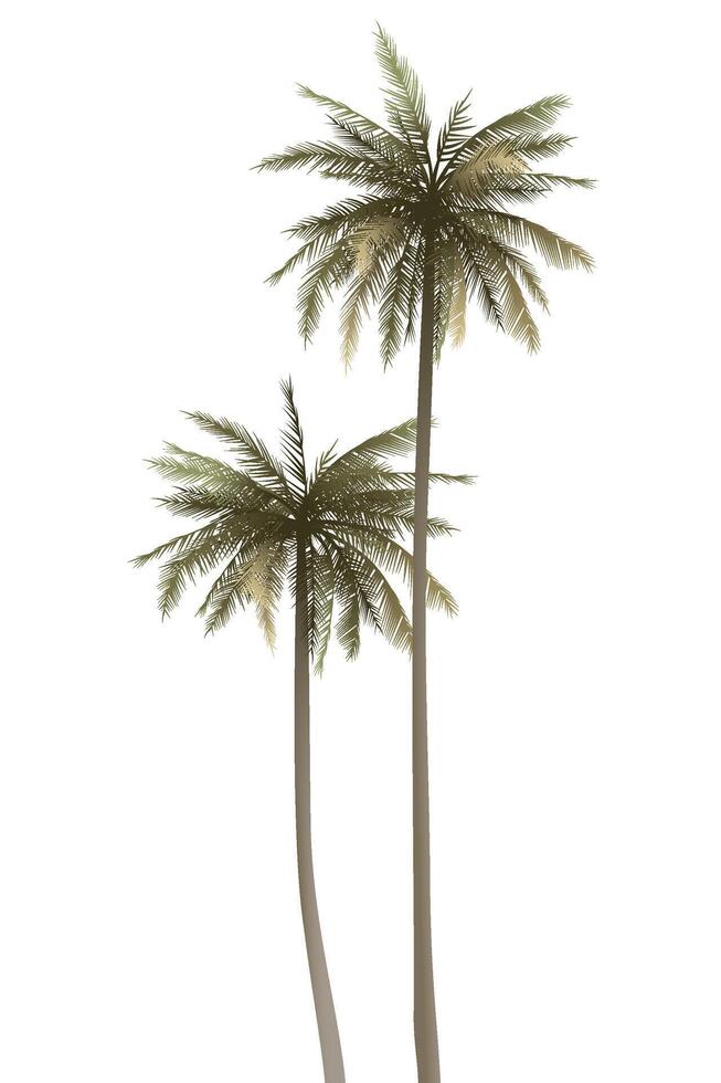Both of coconut palm trees isolated on white background graphic illustration. vector