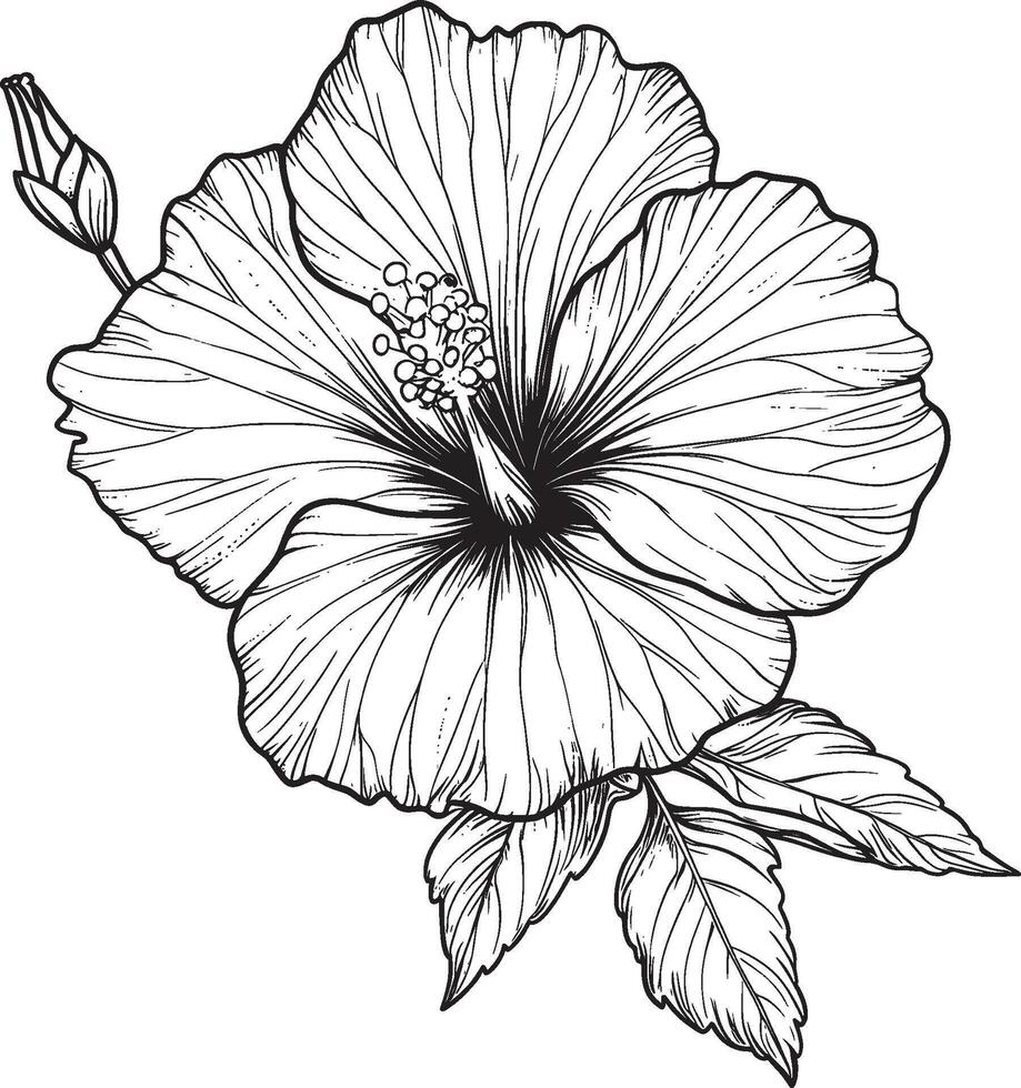 Hibiscus Flower Black and White Botanical Illustration vector