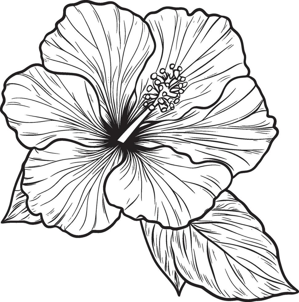 Hand-Drawn Hibiscus Flower Black and White Botanical Illustration vector