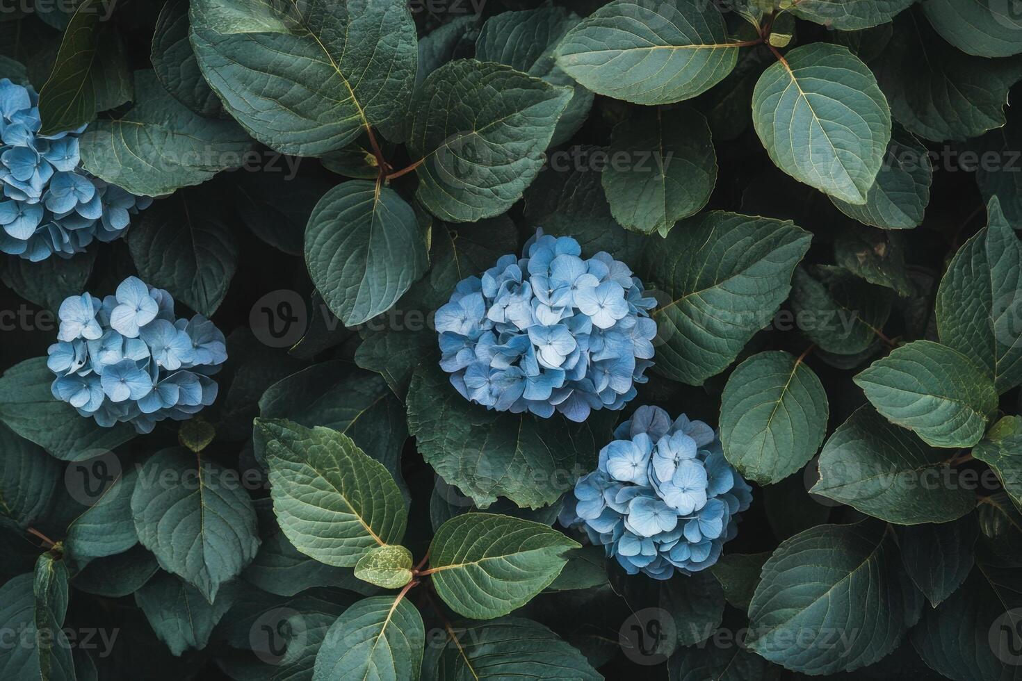 A close up of blue flowers on a green leaf photo