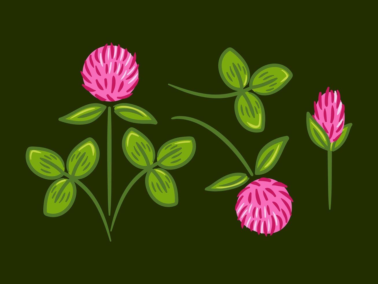 A detailed illustration set of red clover, showcasing its vibrant blossoms and distinctive leaves. This collection highlights the plant s natural beauty and versatility for various design vector