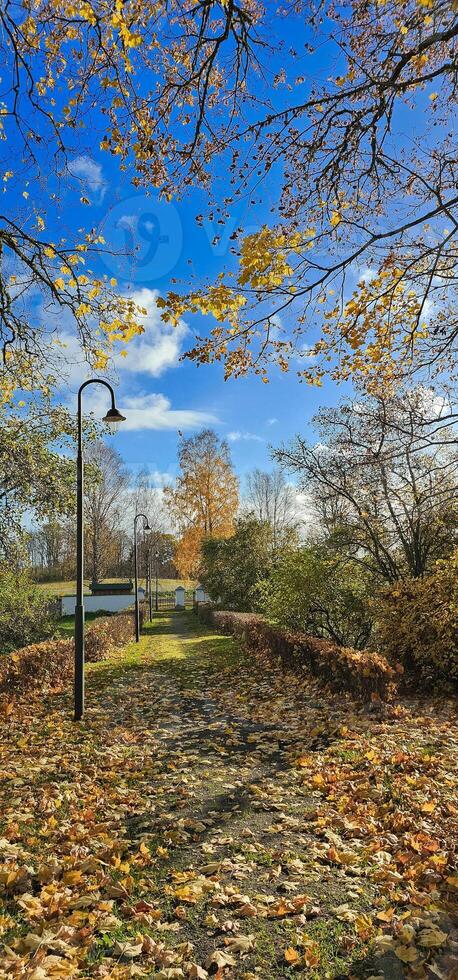 Autumn vertical photography with yellow leafs photo
