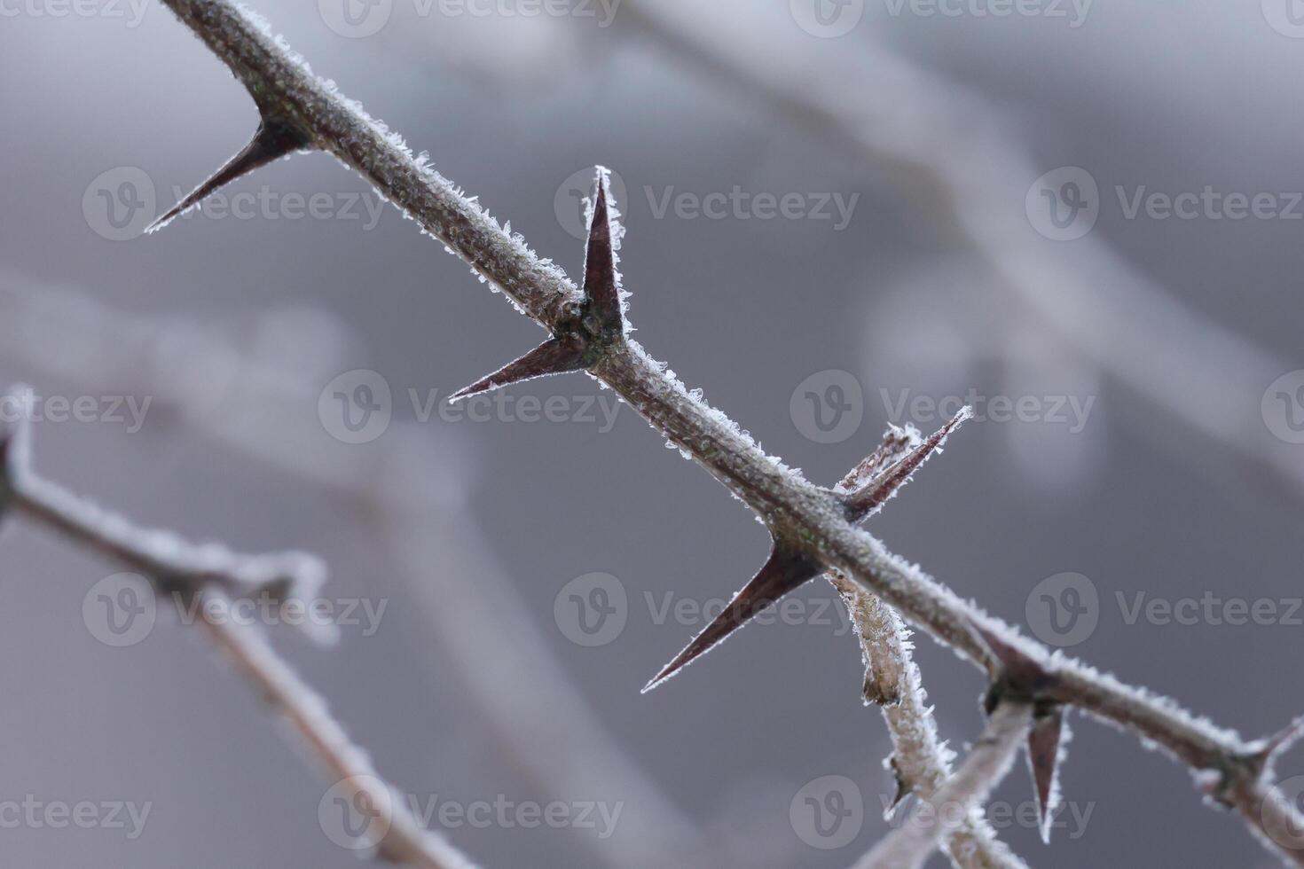 Close up view of sharp plant in frozen ice photo