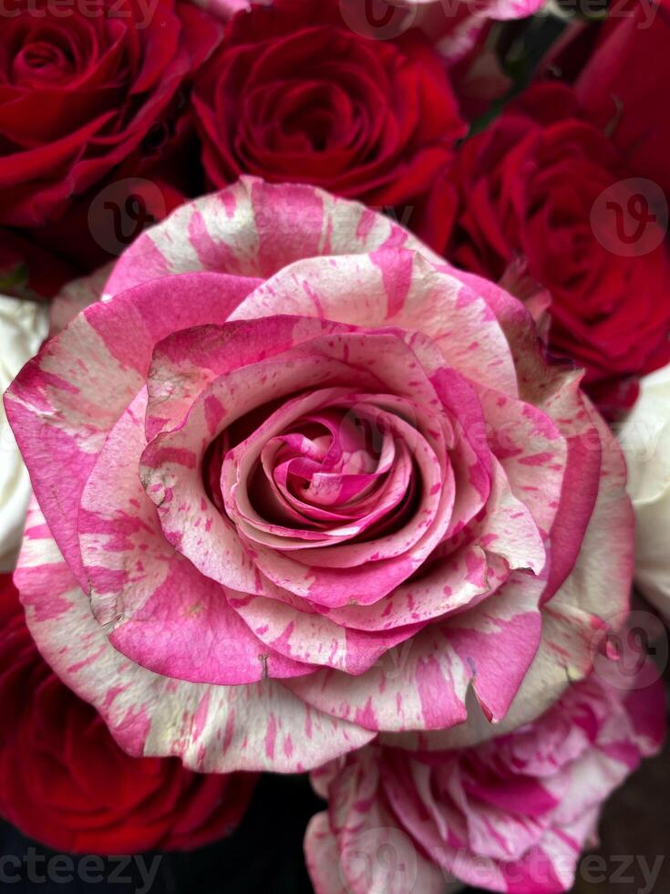 Striking pink and white striped rose takes center stage, delicate petals with intricate patterns. Deep red roses creating vivid and appealing contrast. Beautiful floral arrangement, color and texture photo