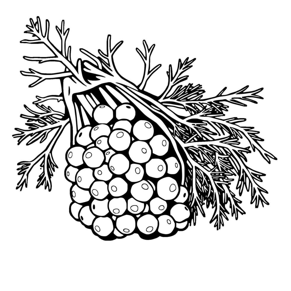Detailed Line Drawing Of Fennel Seed Cluster With Foliage vector